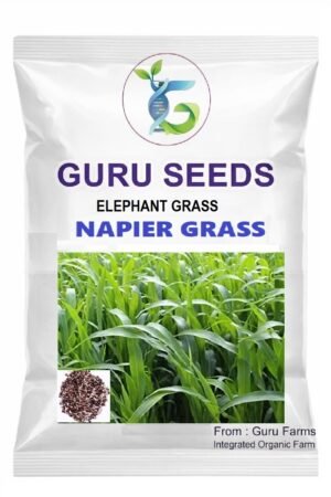 Super Napier Grass / Elephant grass Seeds.