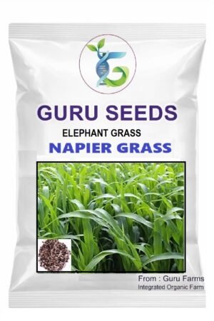 Super Napier Grass / Elephant grass Seeds.