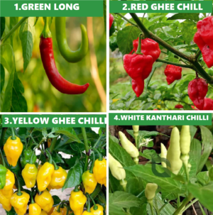 PACK OF 4 VARIETIES OF CHILLI.