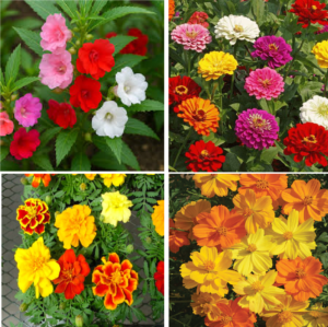 PACKS 4 VARIETIES OF BEAUTIFUL FLOWER SEEDS