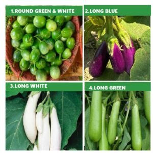PACK OF 4 NATIVE BRINJIAL VARIETIES.
