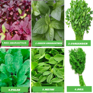 PACK OF 6 NATIVE DIFFERNT VARIETIES.