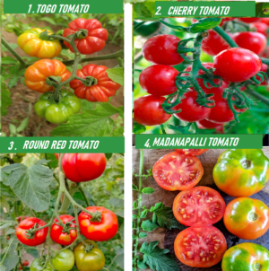 PACK OF 4 .TOMATO SEEDS.