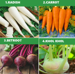 PACK OF 4 DIFFERENT NATIVE ROOT VARIETY SEEDS