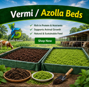 vermi/Azolla beds
