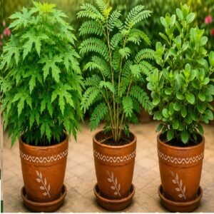 Plants