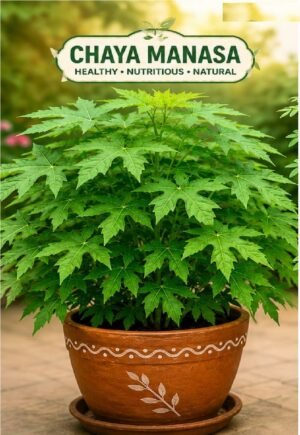 Chaya Mansa/Tree Spinach (Cnidoscolus aconitifolius) Ornamental/Medicinal plant  25 sticks